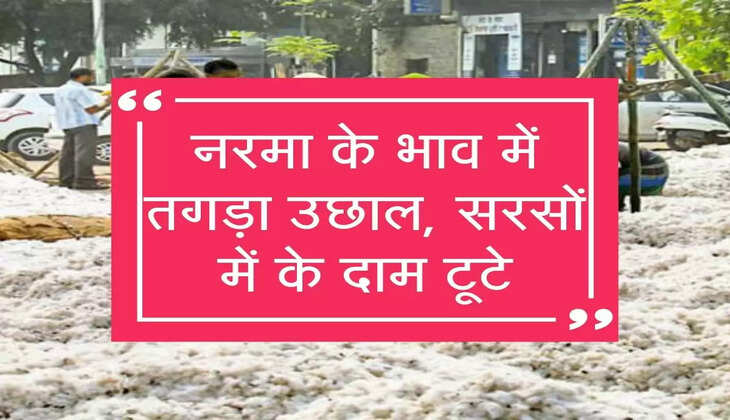 नरमा के भाव में तगड़ा उछाल, सरसों में के दाम टूटे, चेक करें आज का ताजा मंडी भाव