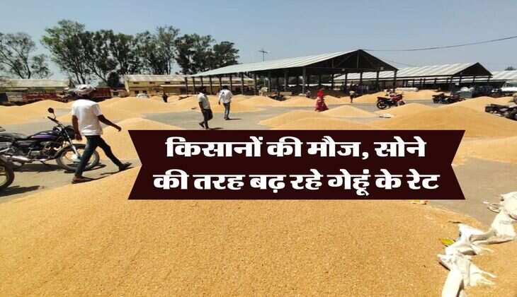 Wheat Rate 2025 : किसानों की मौज, सोने की तरह बढ़ रहे गेहूं के रेट