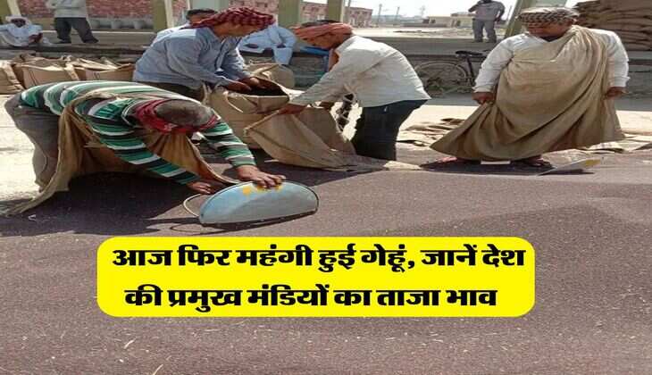 Wheat Rate 5 February, 2026 : आज फिर महंगी हुई गेहूं, जानें देश की प्रमुख मंडियों का ताजा भाव&nbsp; &nbsp;