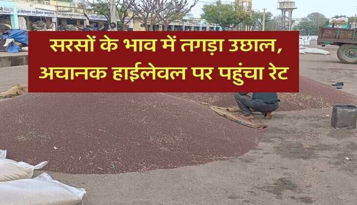 sarso ka bhav 30 july : सरसों के भाव में तगड़ा उछाल, अचानक हाईलेवल पर पहुंचा रेट