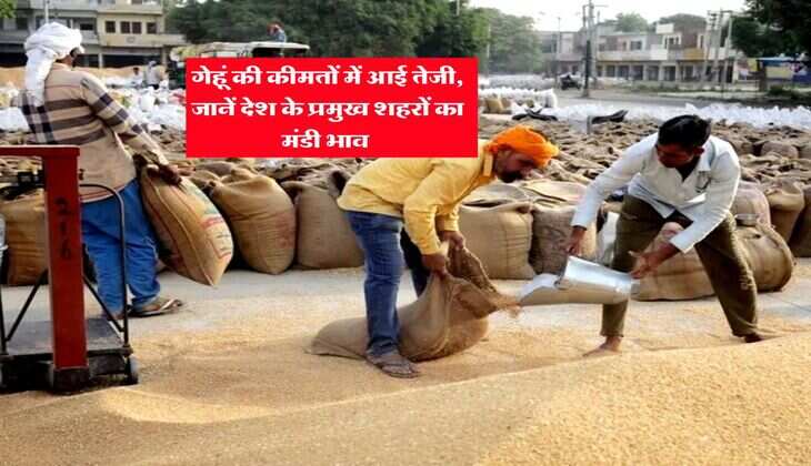 Wheat Rate : गेहूं की कीमतों में आई तेजी, जानें देश के प्रमुख शहरों का मंडी भाव&nbsp;
