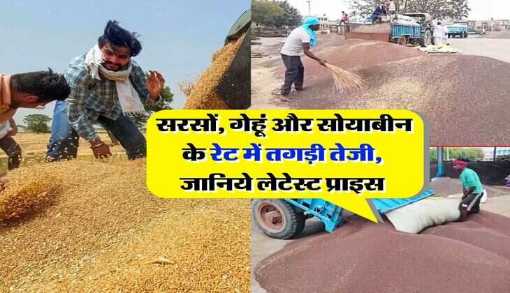 Taja Mandi Bhav : सरसों, गेहूं और सोयाबीन के रेट में तगड़ी तेजी, जानिये लेटेस्ट प्राइस