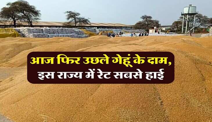 Wheat Rate 10 July 2025 : आज फिर उछले गेहूं के दाम, इस राज्य में रेट सबसे हाई