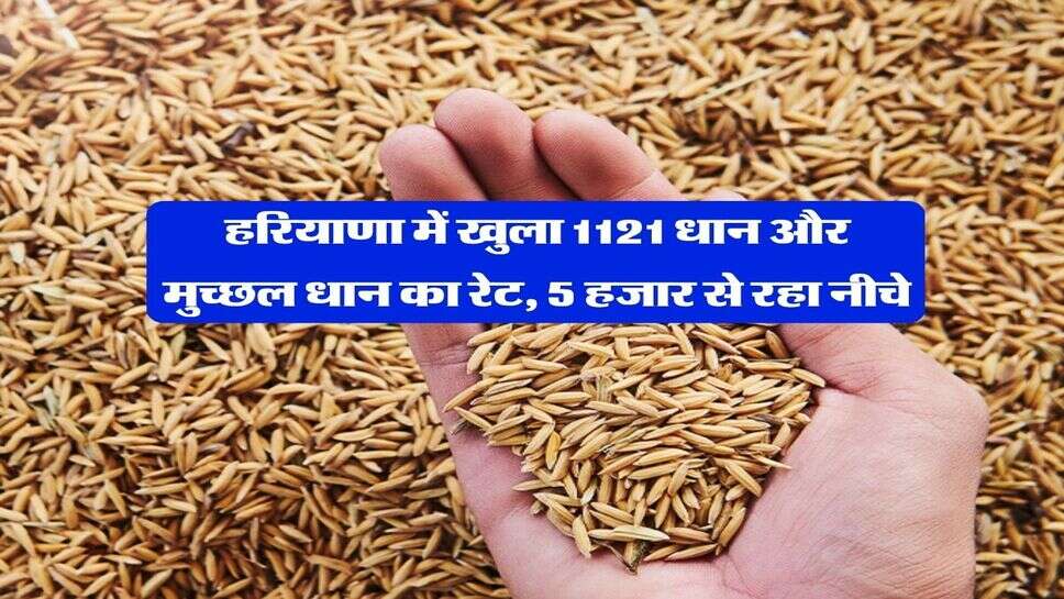 1121 dhan price today : हरियाणा में खुला 1121 धान और मुच्छल धान का रेट, 5 हजार से रहा नीचे