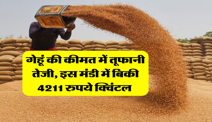 Gehu Bhav : गेहूं की कीमत में तूफानी तेजी, इस मंडी में बिकी 4211 रुपये क्विंटल&nbsp;