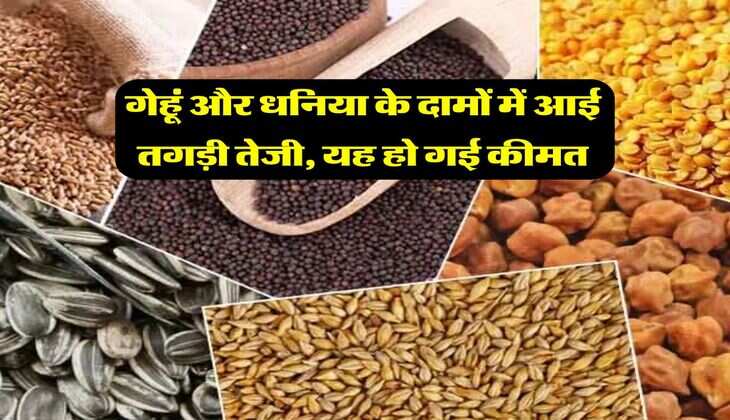 Mandi Bhav : गेहूं और धनिया के दामों में आई तगड़ी तेजी, यह हो गई कीमत