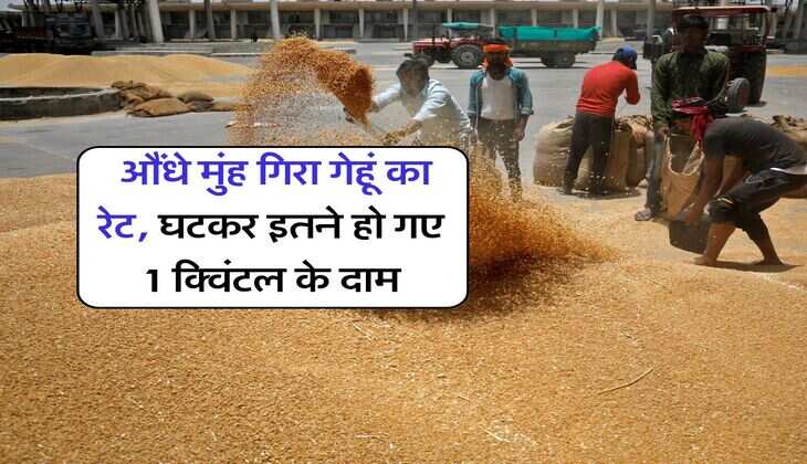 Wheat Rate Fall : औंधे मुंह गिरा गेहूं का रेट, घटकर इतने हो गए 1 क्विंटल के दाम