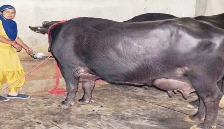 Most Expensive Buffalo : ये हैं देश की सबसे महंगी भैंस, कीमत जानकर उड़ जाएंगे होश
