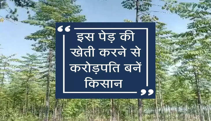 इस पेड़ की खेती करने से करोड़पति बनें किसान 