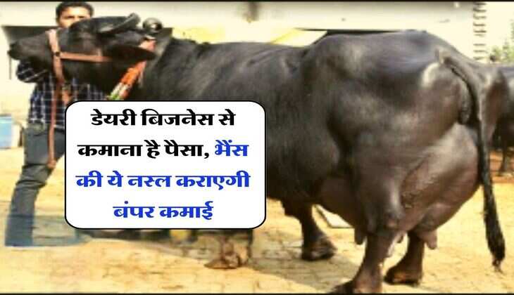 Dairy Business Plan : डेयरी बिजनेस से कमाना है मोटा पैसा, &nbsp;भैंस की ये नस्ल कराएगी बंपर कमाई