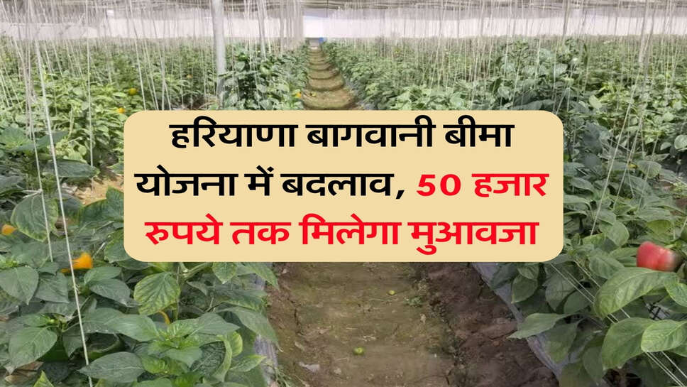 हरियाणा बागवानी बीमा योजना में बदलाव, 50 हजार रुपये तक मिलेगा मुआवजा