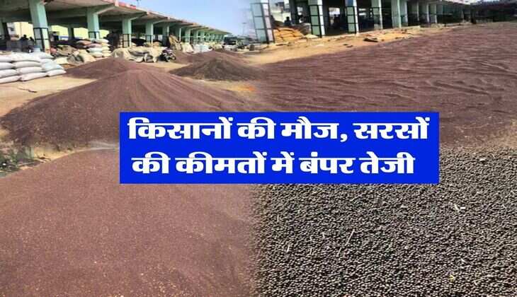 Sarso Rate : किसानों की मौज, सरसों की कीमतों में बंपर तेजी 