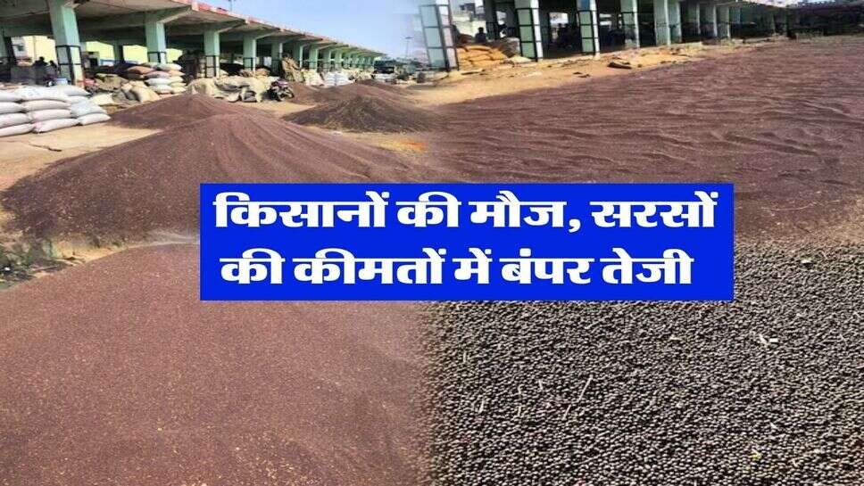 Sarso Rate : किसानों की मौज, सरसों की कीमतों में बंपर तेजी 