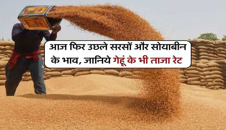 Kota Mandi Bhav : आज फिर उछले सरसों और सोयाबीन के भाव, जानिये गेहूं के भी ताजा रेट