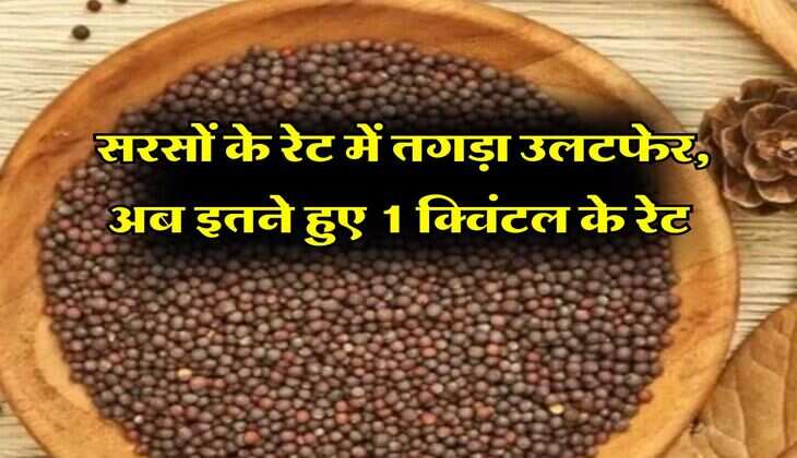 sarso ka bhav : सरसों के रेट में तगड़ा उलटफेर, अब इतने हुए 1 क्विंटल के रेट