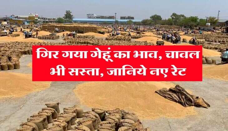 Gehu Ka Bhav : गिर गया गेहूं का भाव, चावल भी सस्ता, जानिये नए रेट