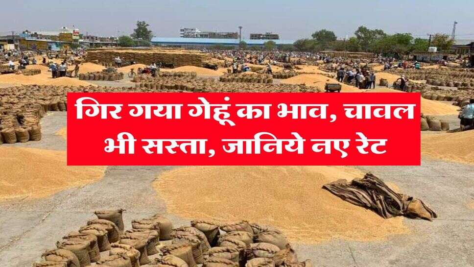 Gehu Ka Bhav : गिर गया गेहूं का भाव, चावल भी सस्ता, जानिये नए रेट