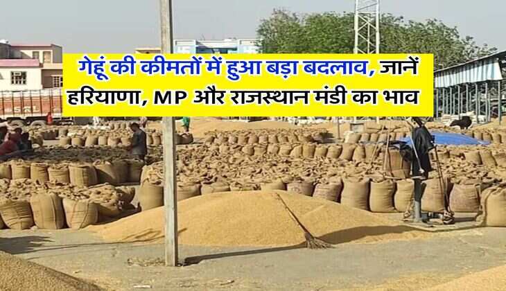 Gehu Rate 8 February 2026 : गेहूं की कीमतों में हुआ बड़ा बदलाव, जानें हरियाणा, MP और राजस्थान मंडी का भाव&nbsp;