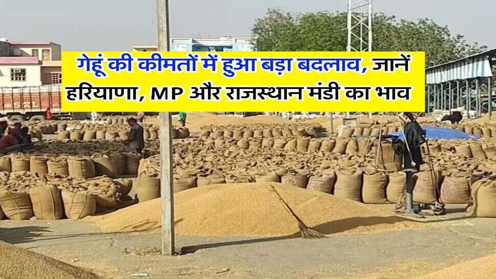 Gehu Rate 8 February 2026 : गेहूं की कीमतों में हुआ बड़ा बदलाव, जानें हरियाणा, MP और राजस्थान मंडी का भाव&nbsp;