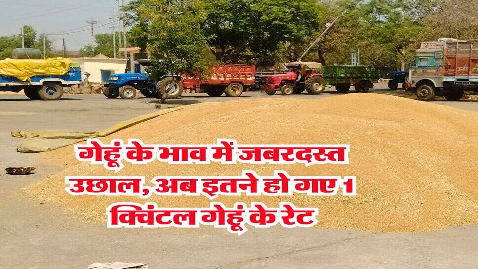 Gehu Rate 2025 : गेहूं के भाव में जबरदस्त उछाल, अब इतने हो गए 1 क्विंटल गेहूं के रेट
