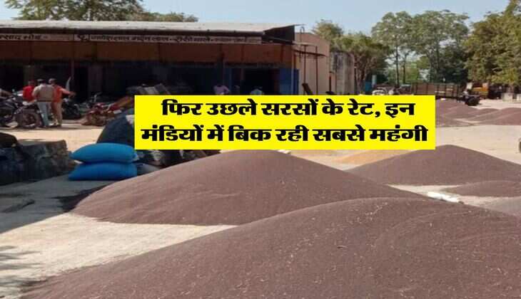 Sarso Mandi Bhav : आज फिर उछले सरसों के रेट, इन मंडियों में बिक रही सबसे महंगी&nbsp;