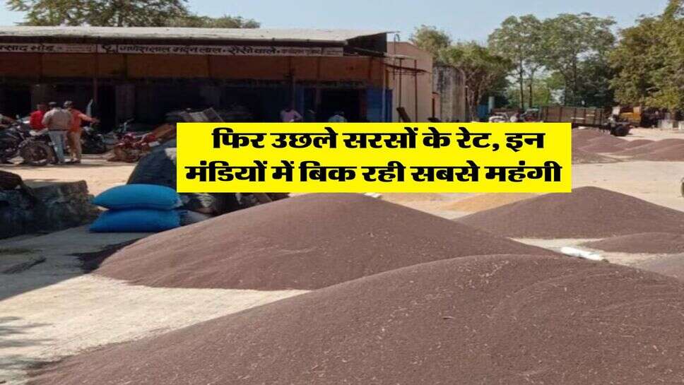 Sarso Mandi Bhav : आज फिर उछले सरसों के रेट, इन मंडियों में बिक रही सबसे महंगी&nbsp;