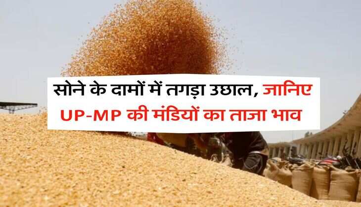 Wheat Rate Hike : सोने के दामों में तगड़ा उछाल, जानिए UP-MP की मंडियों का ताजा भाव