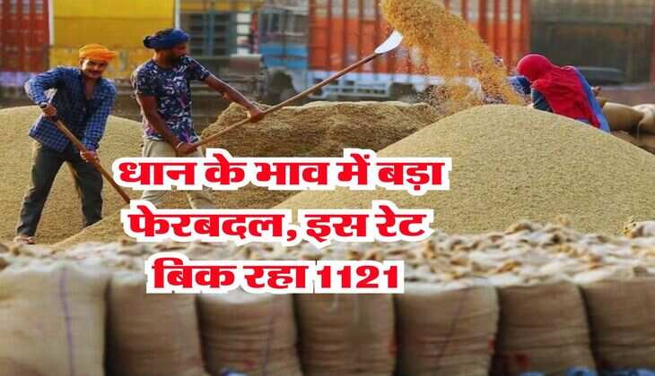 Mandi Bhav : धान के भाव में बड़ा फेरबदल, इस रेट बिक रहा 1121