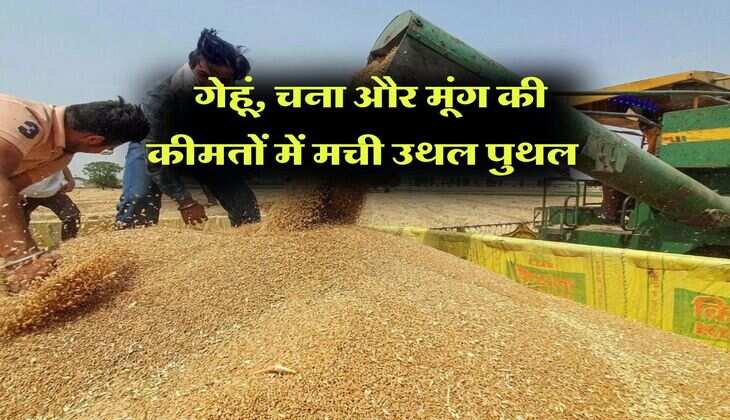 anaj mandi bhav : गेहूं, चना और मूंग की कीमतों में मची उथल पुथल