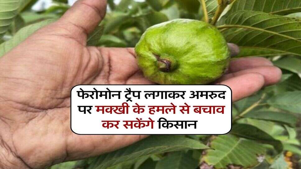 फेरोमोन ट्रैप लगाकर अमरुद पर मक्खी के हमले से बचाव कर सकेंगे किसान 