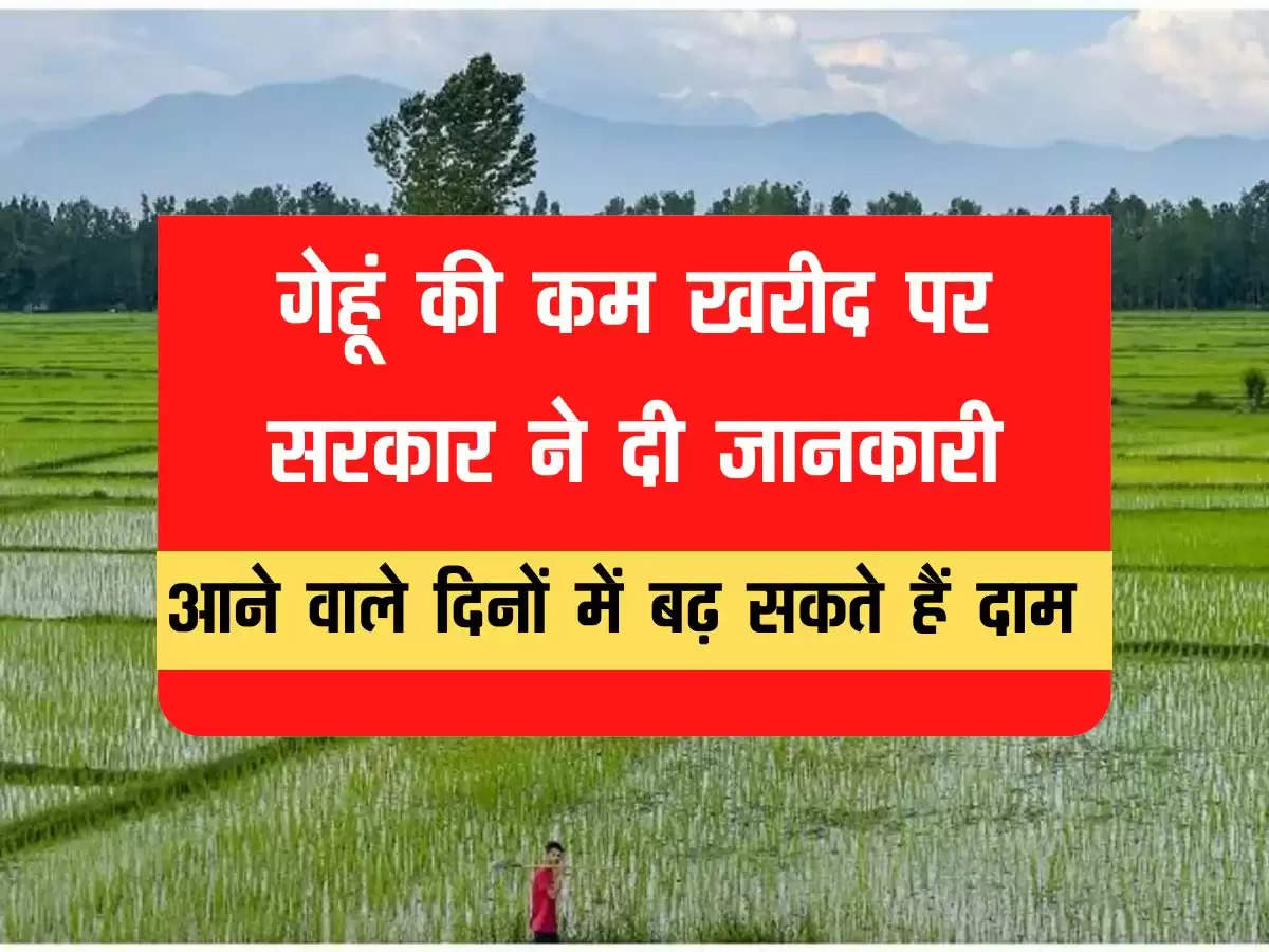 Wheat Production: गेहूं की कम खरीद पर सरकार ने दी जानकारी, आने वाले दिनों में बढ़ सकते हैं दाम 