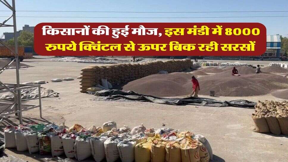 Sarso Mandi Rate : किसानों की हुई मौज, इस मंडी में 8000 रुपये क्विंटल से ऊपर बिक रही सरसों