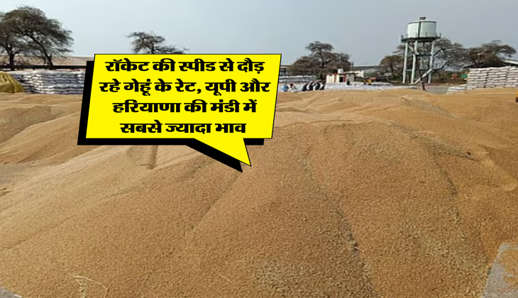 Wheat Rate : रॉकेट की स्पीड से दौड़ रहे गेहूं के रेट, यूपी और हरियाणा की मंडी में सबसे ज्यादा भाव&nbsp;