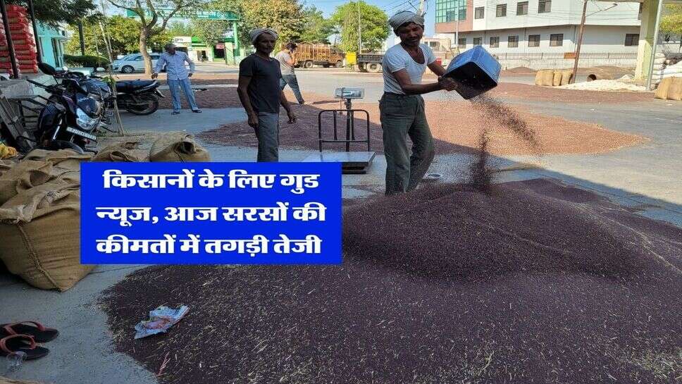 Sarso Bhav : किसानों के लिए गुड न्यूज, आज सरसों की कीमतों में तगड़ी तेजी 