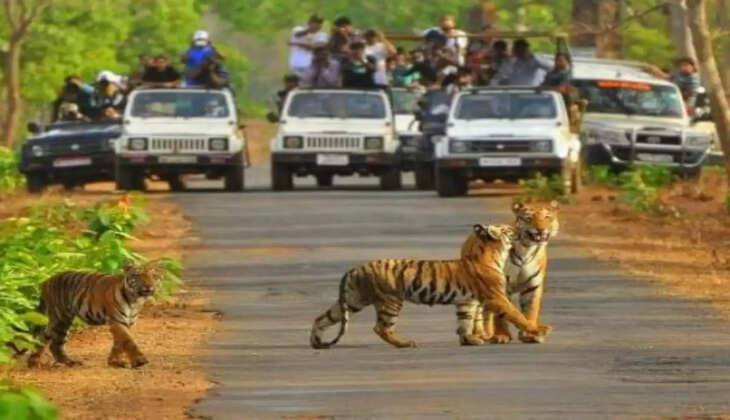 Summer vacation : छुटि्टयों में घूमने का प्लान है तो इस वाइल्ड लाइफ सेंचुरीज में जंगली जानवरों को करीब से देखिए