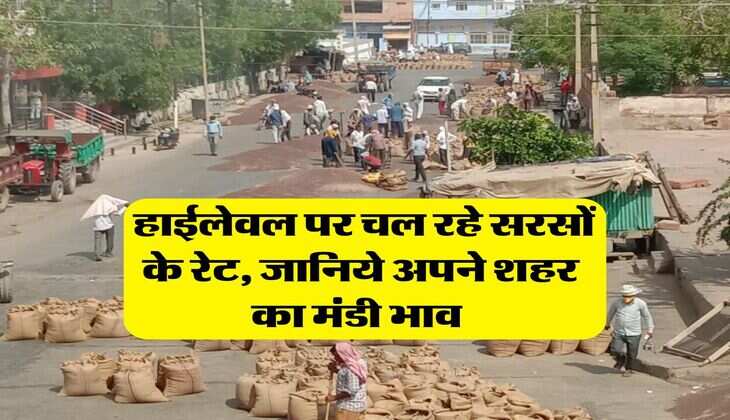 Sarso Rate Hike : हाईलेवल पर चल रहे सरसों के रेट, जानिये अपने शहर का मंडी भाव&nbsp;