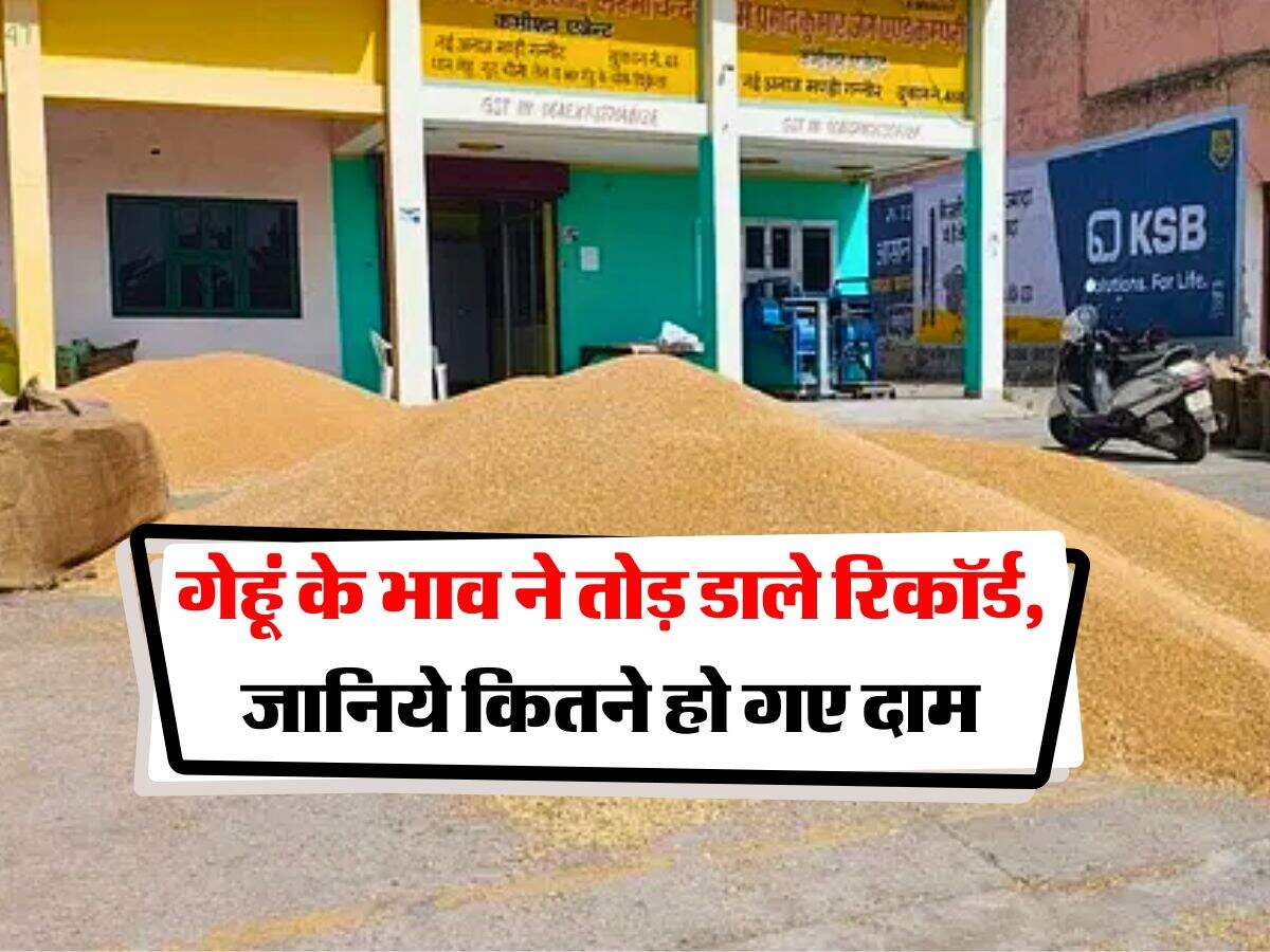 Wheat Price Hike : गेहूं के भाव ने तोड़ डाले रिकॉर्ड, जानिये कितने हो गए दाम
