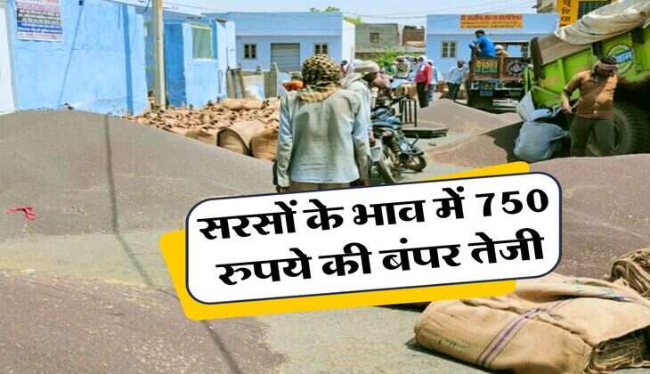 sarso ka bhav : सरसों के भाव में 750 रुपये की बंपर तेजी, इस मंडी में बिक रही सबसे महंगी सरसों