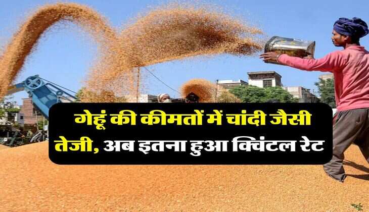 Gehu Mandi Rate : गेहूं की कीमतों में चांदी जैसी तेजी, अब इतना हुआ क्विंटल रेट&nbsp;
