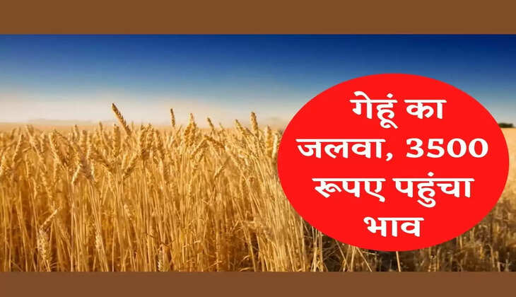 Mandi Bhav: मंडी में गेहूं का जलवा, 2400 से 3500 रूपए पहुंचा भाव
