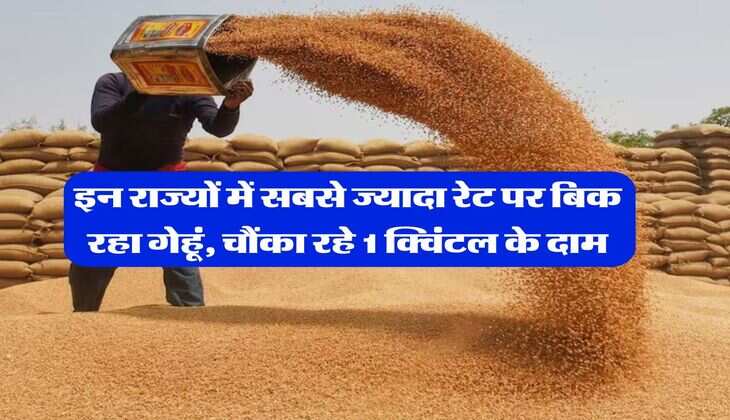 wheat price hike : इन राज्यों में सबसे ज्यादा रेट पर बिक रहा गेहूं, चौंका रहे 1 क्विंटल के दाम
