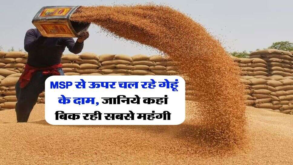 Mandi Bhav : MSP से ऊपर चल रहे गेहूं के दाम, जानिये कहां बिक रही सबसे महंगी