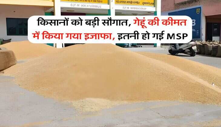 Wheat Price : किसानों को बड़ी सौगात, गेहूं की कीमत में किया गया इजाफा, इतनी हो गई MSP