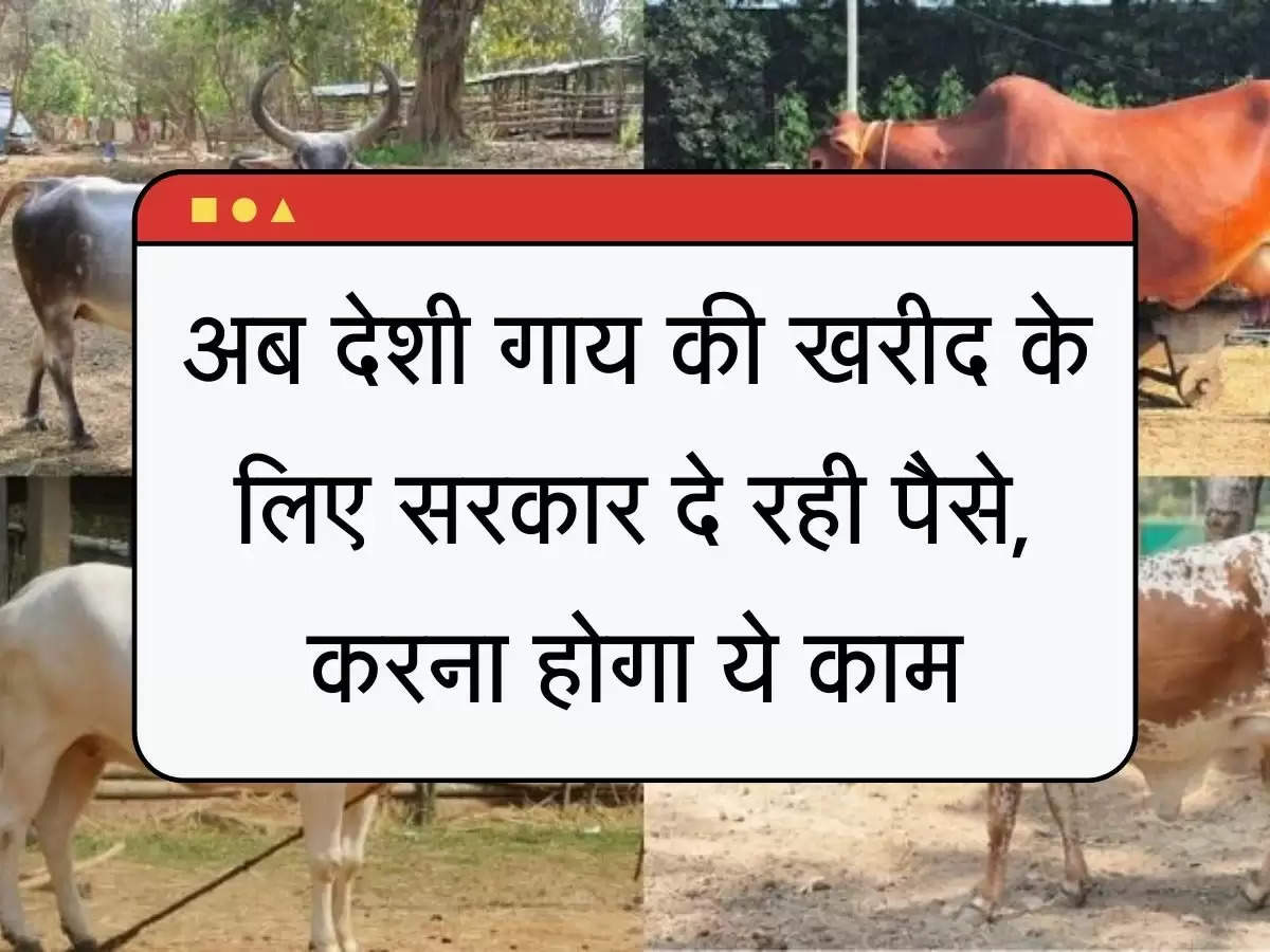 Cow Subsidy अब देशी गाय की खरीद के लिए सरकार दे रही पैसे, करना होगा ये काम