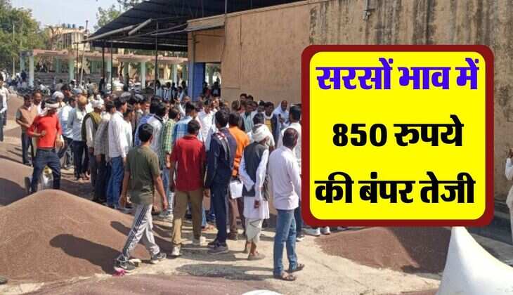 sarso ka bhav : सरसों भाव में 850 रुपये की बंपर तेजी, जानिये देशभर की मंडियों में सरसों का भाव