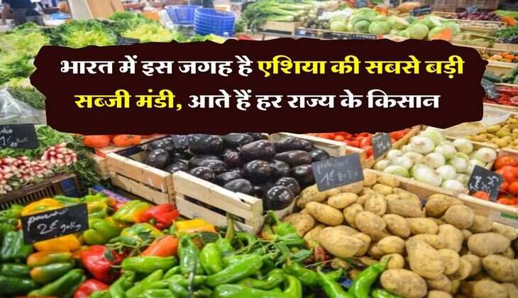 Biggest Vegetable Market : भारत में इस जगह है एशिया की सबसे बड़ी सब्जी मंडी, आते हैं हर राज्य के किसान&nbsp;