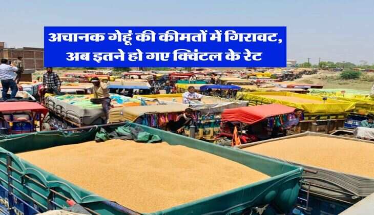 Wheat Rate : अचानक गेहूं की कीमतों में गिरावट, अब इतने हो गए क्विंटल के रेट