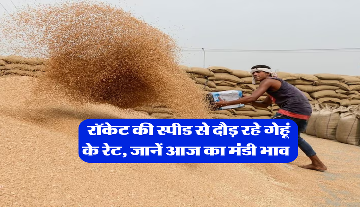 Wheat Rate : रॉकेट की स्पीड से दौड़ रहे गेहूं के रेट, जानें आज का मंडी भाव&nbsp;