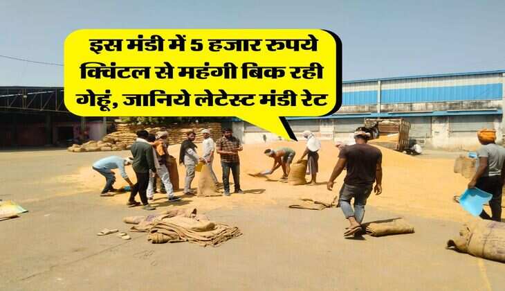 Wheat Rate Hike : इस मंडी में 5 हजार रुपये क्विंटल से महंगी बिक रही गेहूं, जानिये लेटेस्ट मंडी रेट