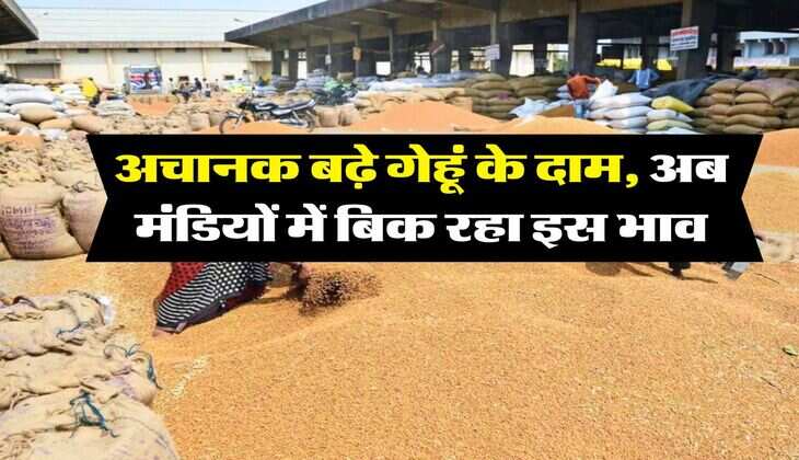 Wheat Rate : अचानक बढ़े गेहूं के दाम, अब मंडियों में बिक रहा इस भाव